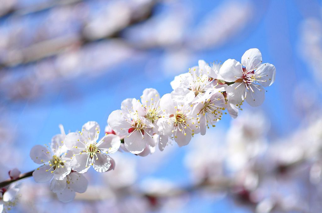早咲きの桜　2013春