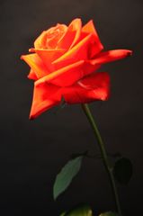 rose