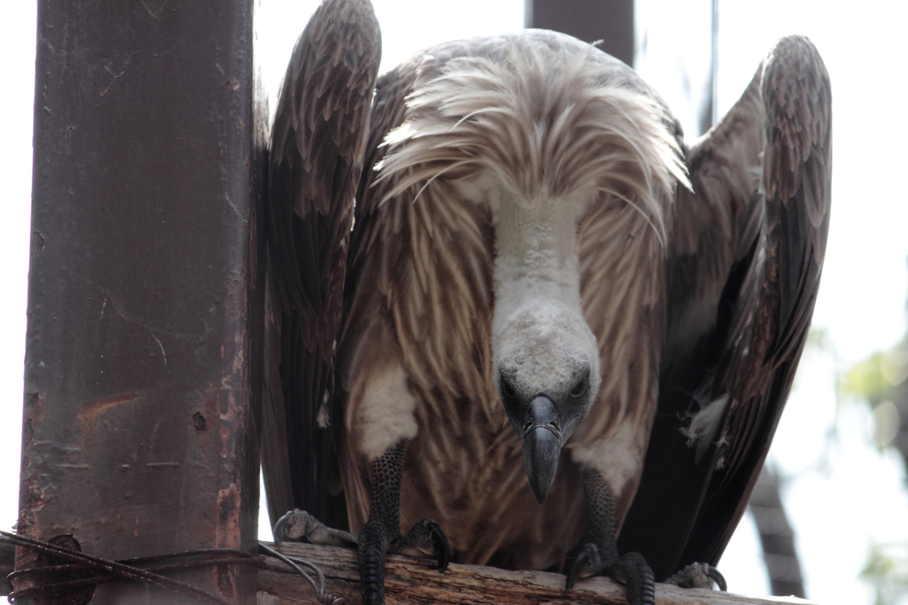 上野動物園にて