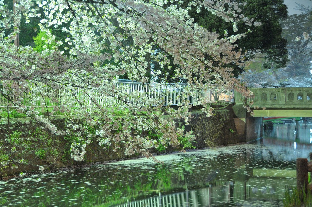夜桜