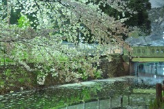 夜桜