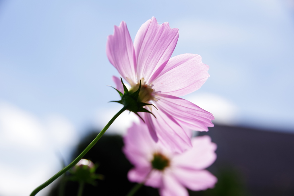 秋桜