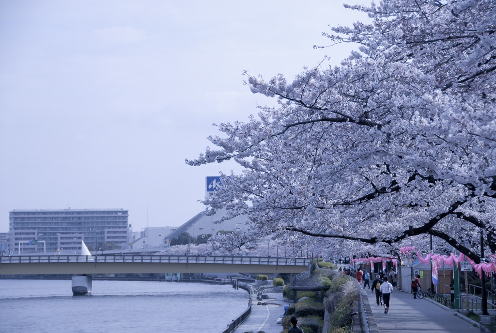 東京の桜