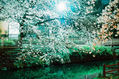 night cherry blossoms