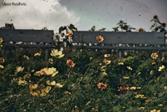 秋桜