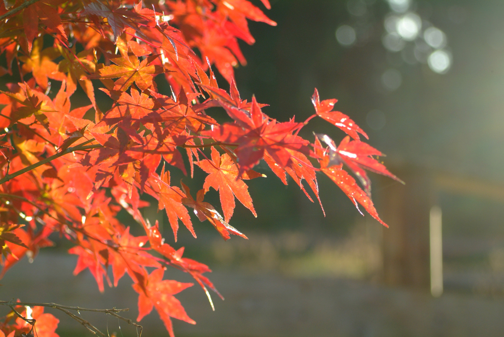 紅葉