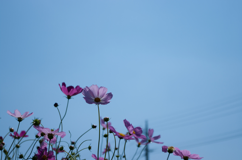コスモス