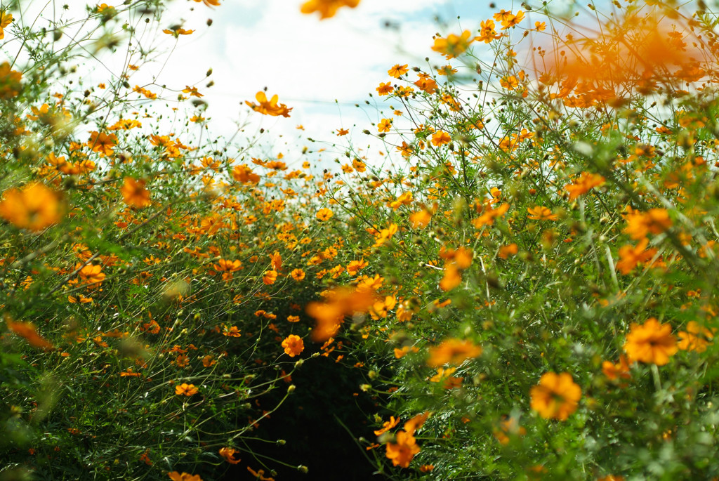 コスモスのトンネル