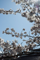 朝の桜