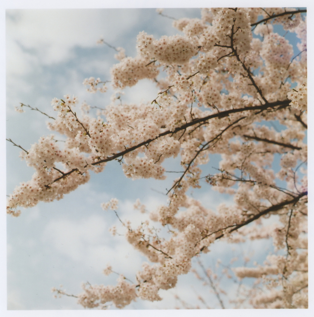 心の中で咲き続ける桜