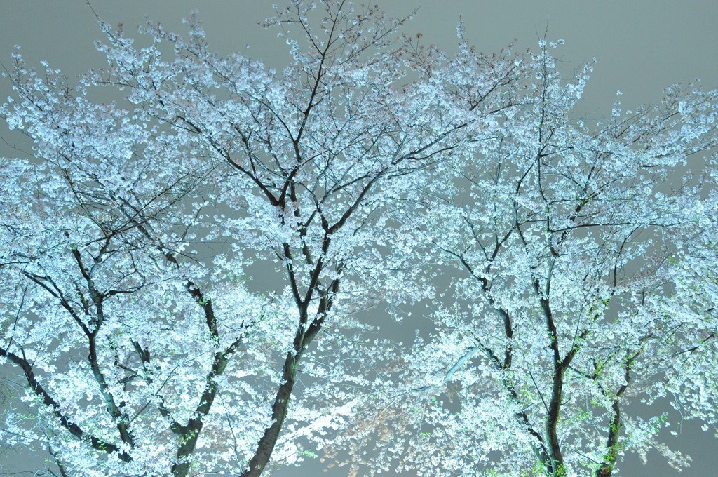 光桜