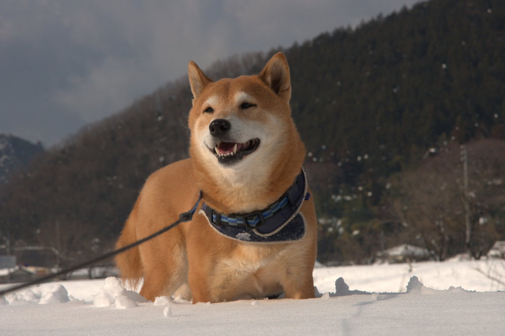 ふかふか雪の中