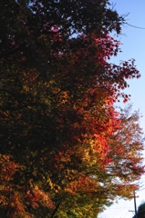 紅吹雪