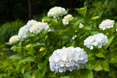 白陽花