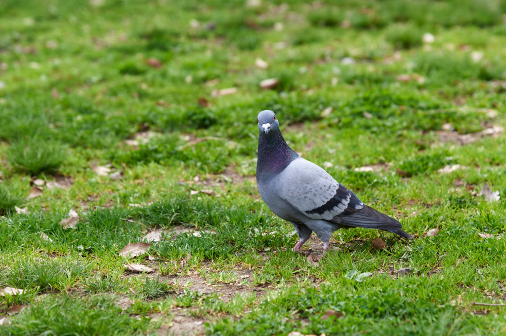 鳩ぽっぽ