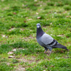 鳩ぽっぽ