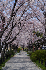 桜トンネル