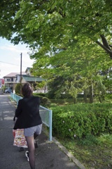 初夏の光