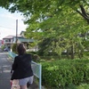 初夏の光