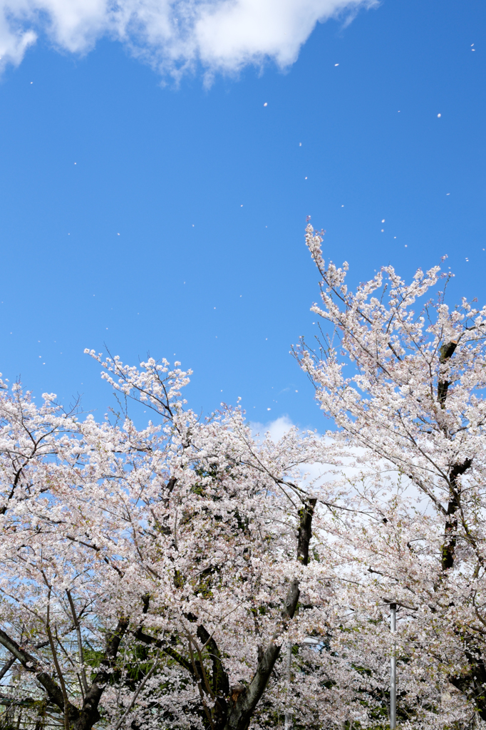 蒼く、高く