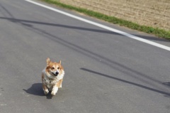 駈ける
