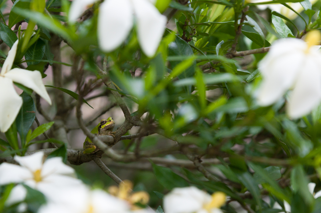 クチナシの香る花園で