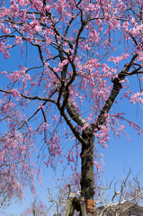 春の蒼空