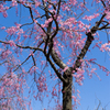 春の蒼空