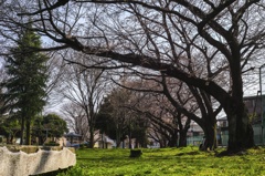 寝桜