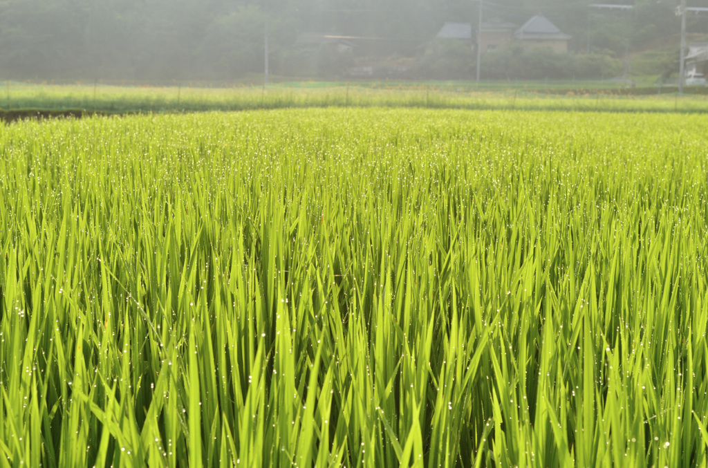 朝の雫