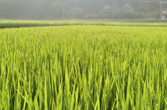 朝の雫