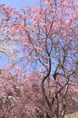 桜～米泉湖～