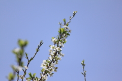 空へ咲く桜