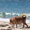 春、海、犬