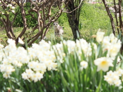 水仙と猫