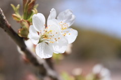 桜咲く