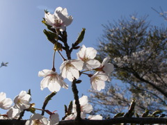 桜