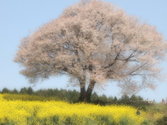馬場の山桜