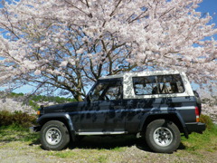 ランクルと桜