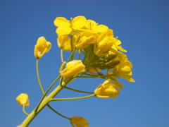 菜の花と空