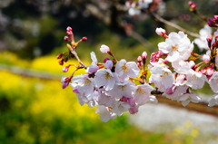 sakura