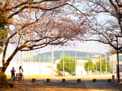 朝の桜