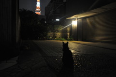 猫と東京タワー