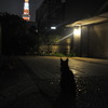 猫と東京タワー