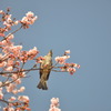 さくら、さくら