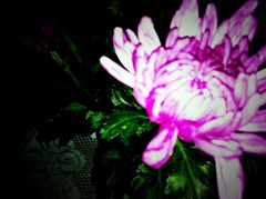 菊