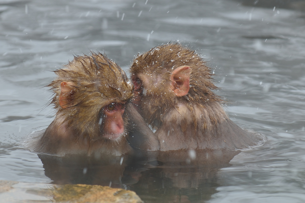The Snowmonkey⑨ひそひそ