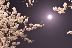 夜空に浮かぶ桜色