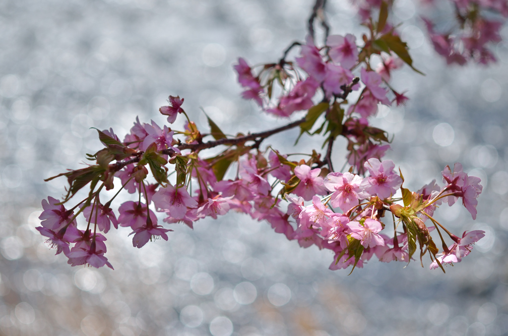 春の陽に 輝く川面に 咲く桜②