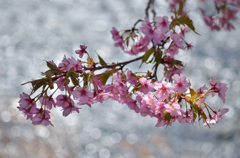 春の陽に 輝く川面に 咲く桜②